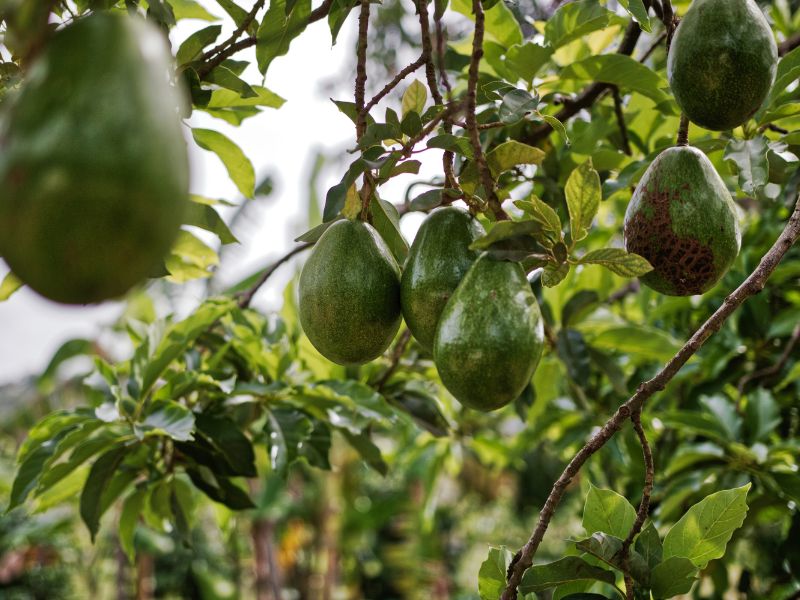 primer plano de paltas maduras en el árbol en Perú