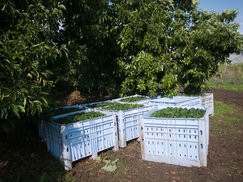 cosecha de palta en Perú