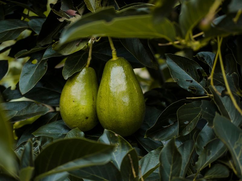 palta en arbol