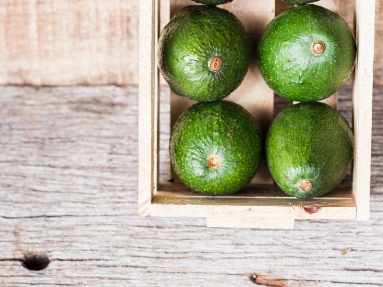 palta hass de calibre embalada