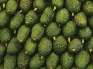 selección de paltas