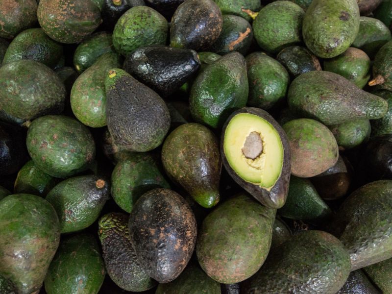 Bins de paltas en sus diferentes estados de madurez