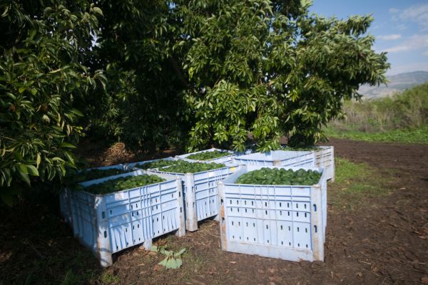 reducir el desperdicio de paltas