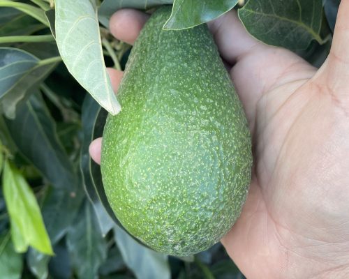 palta importada